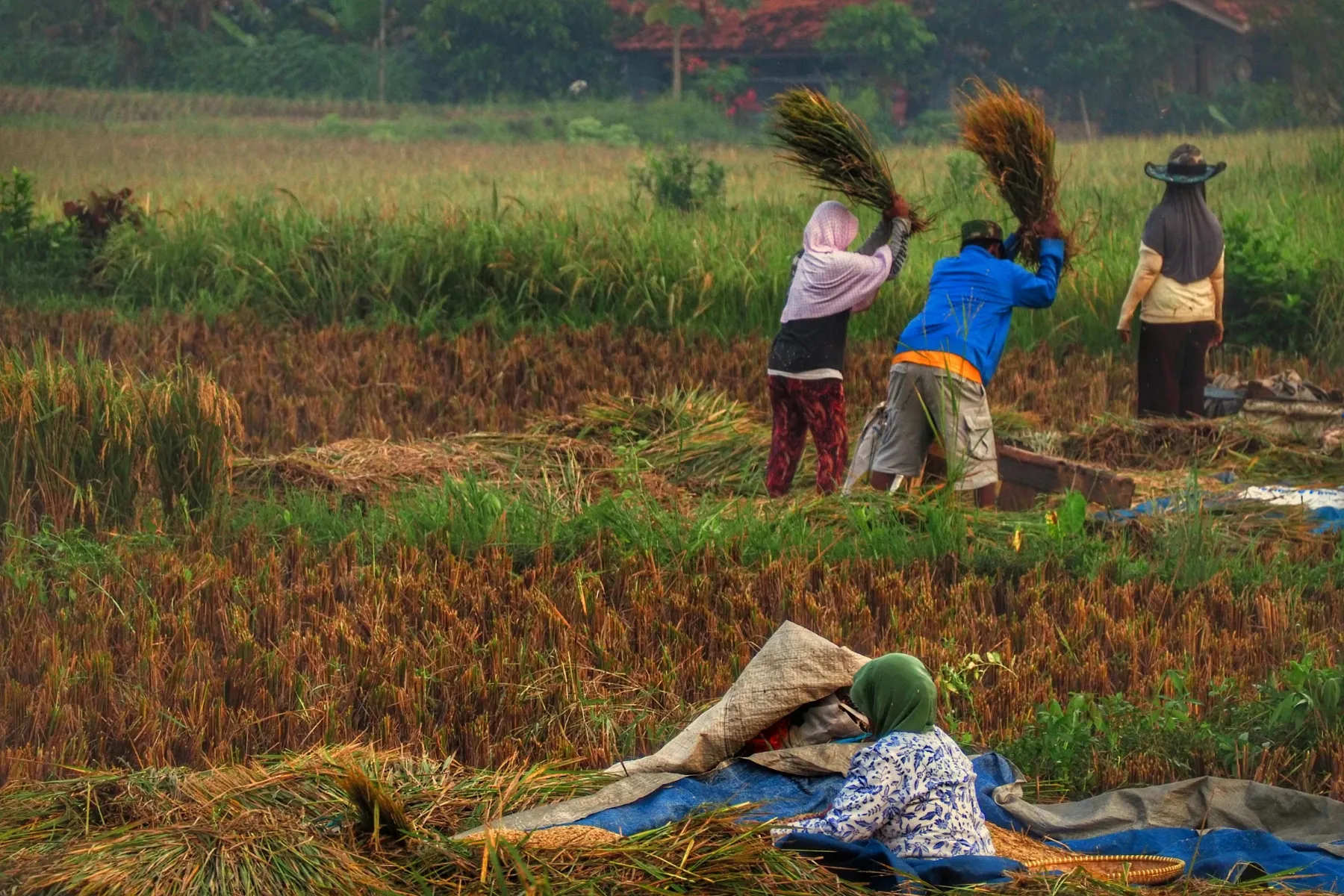 Filsafat Sunda ‘Réa Ketan, Réa Keton’ dan Relevansinya bagi Ketahanan Pangan Jawa Barat