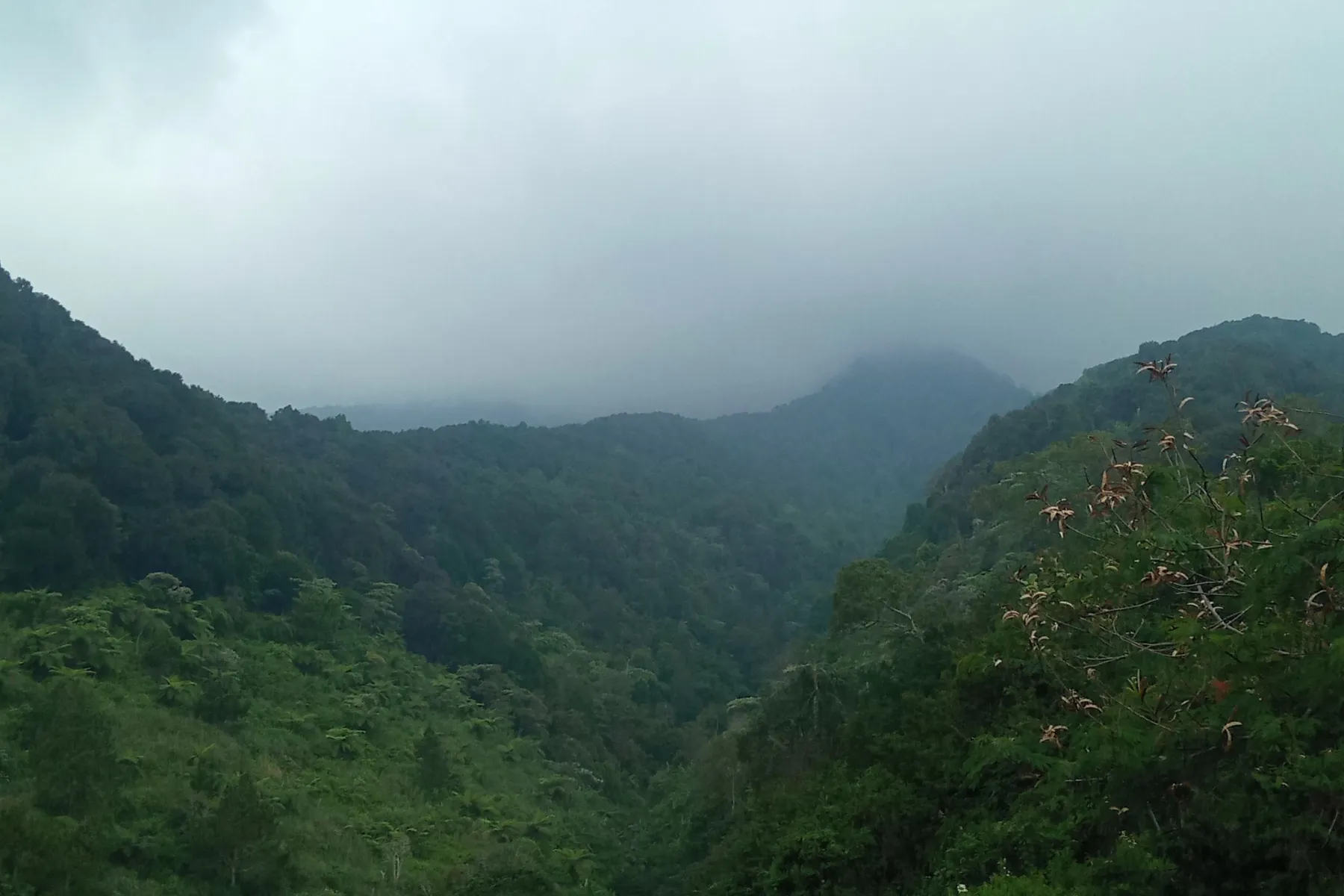 Hutan Jabar Menyusut 80 Persen, Tiga Komunitas Gagas Aliansi Hijau