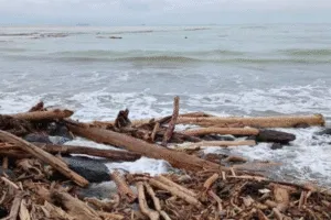Banjir di Sumatra Seret Ratusan Kubik Kayu, KDM: Tak Mungkin Kayu Bunuh Diri Massal