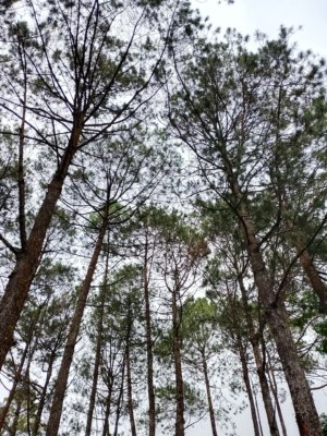 Kawasan Lindung di Jawa Barat Terus Menyusut, Butuh Revisi Tata Ruang