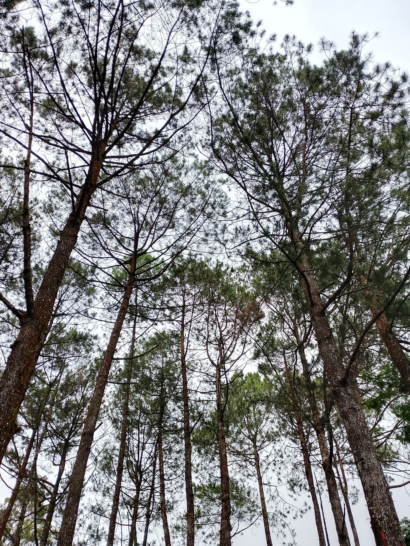 Kawasan Lindung di Jawa Barat Terus Menyusut, Butuh Revisi Tata Ruang