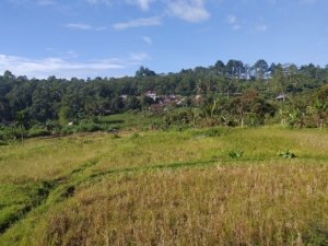 Area sawah di Sundawenang Sukabumi yang kering karena saluran irigasi jebol
