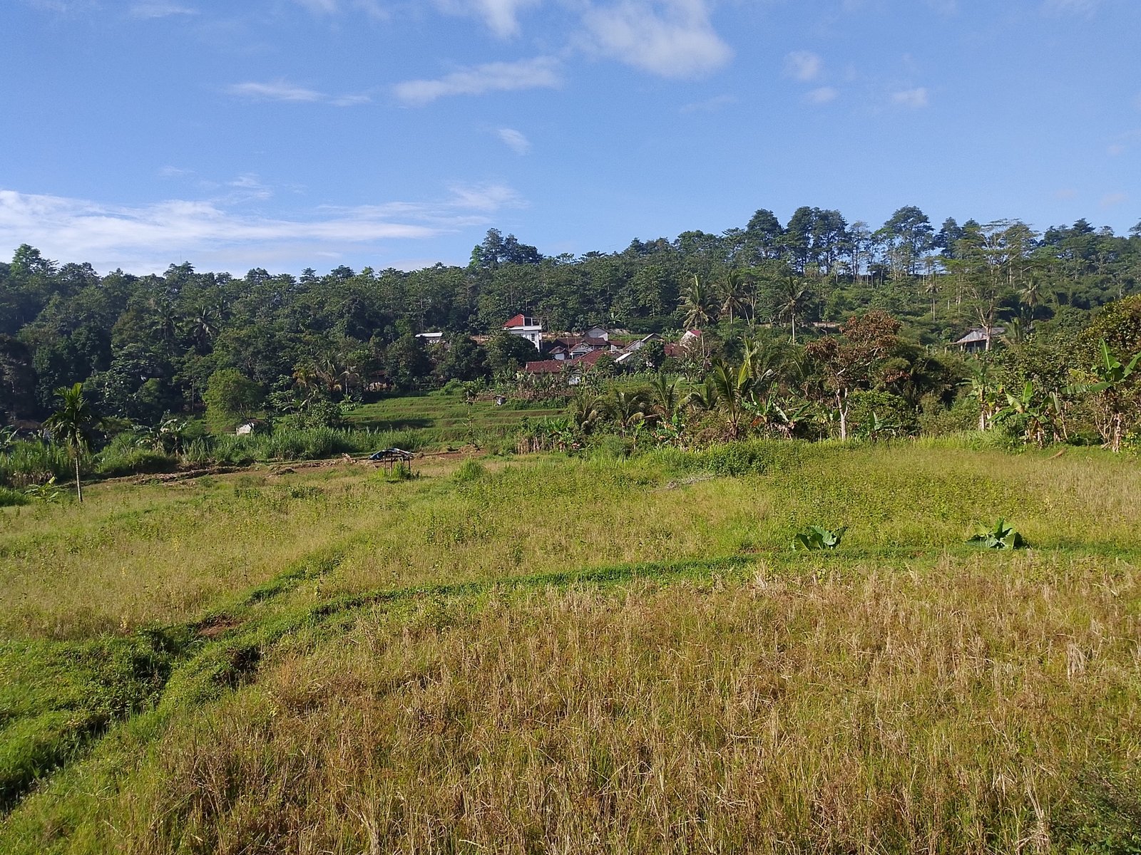 Area sawah di Sundawenang Sukabumi yang kering karena saluran irigasi jebol